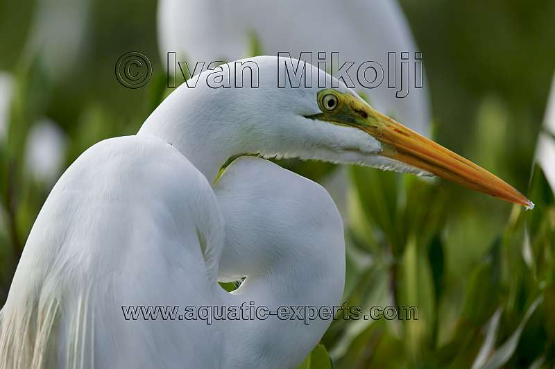 garzas de venezuela